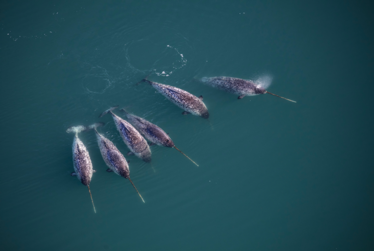 A pod of narwhals, Greenland (Photo by Carsten Egevang, 2019)