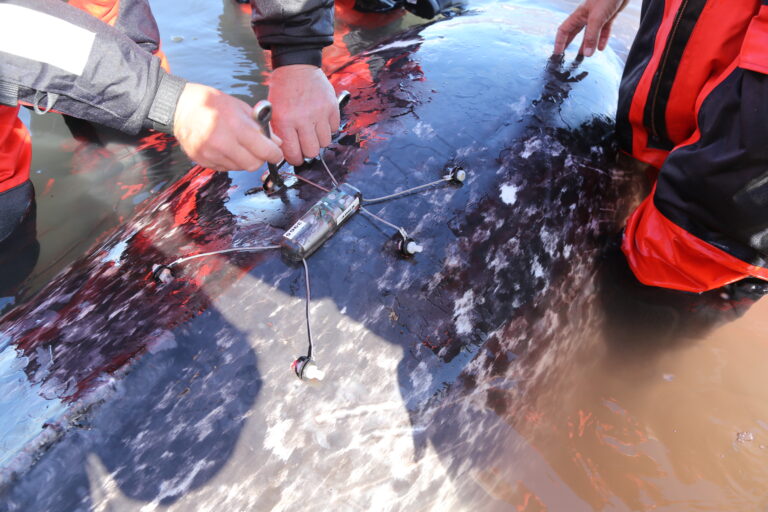 Attaching a satellite-linked transmitter (biotag) to a live-captured narwhal, Greenland (Photo by Greenland Institute of Natural Resources)