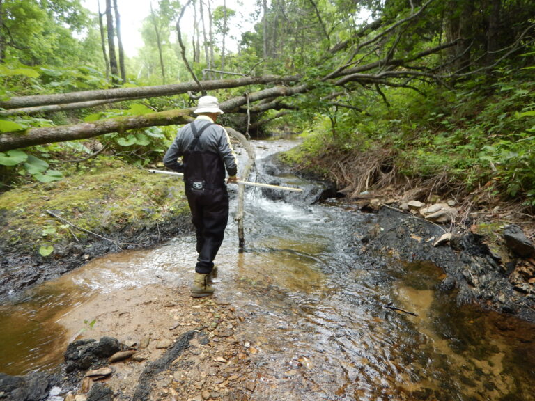 Conducting field work during the summer in a stream of the Sorachi River basin (Kamikawa, Hokkaido). Photo by Nobuo Ishiyama.