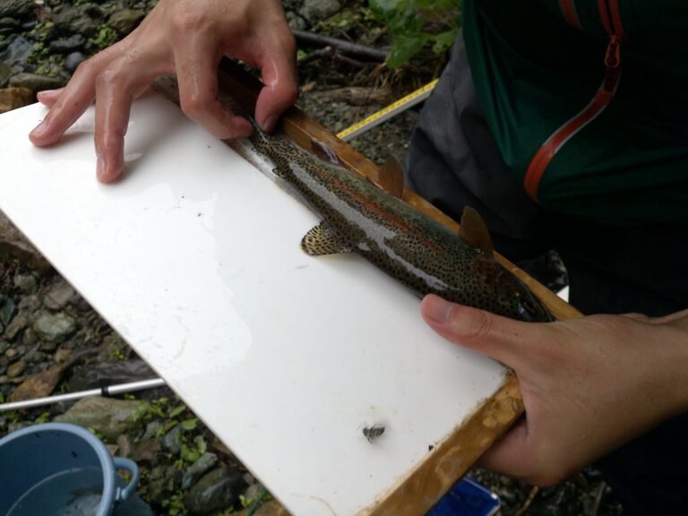 Measuring the fork length of a rainbow trout (Kamikawa, Hokkaido). Photo by Jorge García Molinos