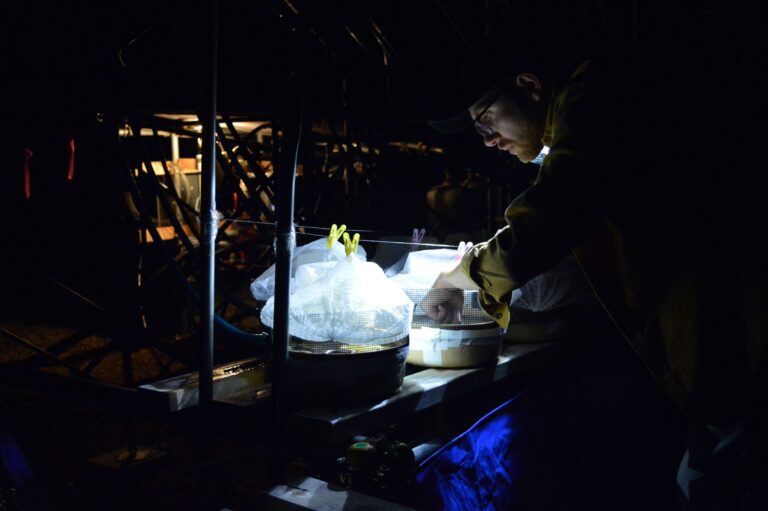 Sam Ross conducting an experiment at the Tomakomai Experimental Forest for his PhD research, as part of his research stay as a National Geographic Early Career grantee during the summer of 2019. Photo by Samuel Ross.