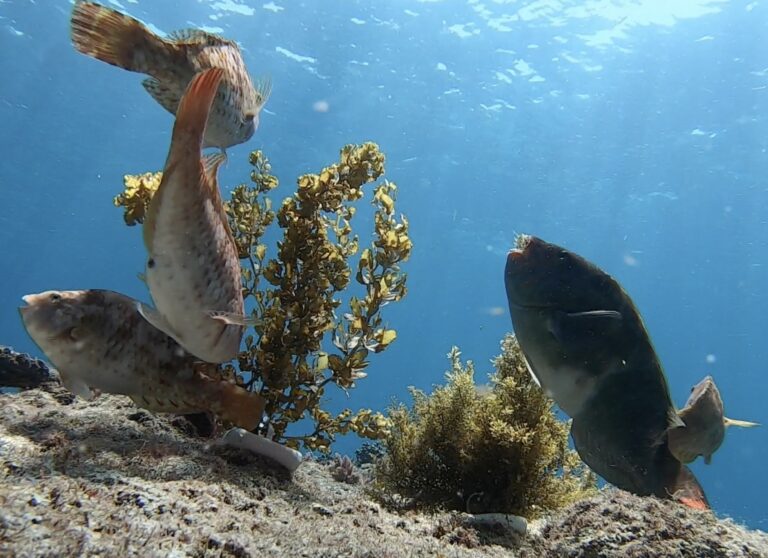 Herbivorous fish feeding on macroalgae in the coastal waters of Ehime,Japan. Photo by Naoki Kumagai.