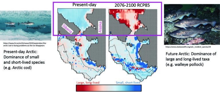 Projected changes in fish community in the Pacific Arctic under present (1993-2017) and future (2076-2100) periods under the highest warming scenario (RCP85). (Image from Alabia et al., 2020)