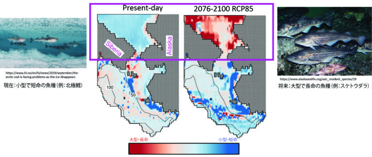 温暖化が最も進むシナリオ（RCP85）における現在（1993-2017年）と将来（2076-2100）の魚類の分布。【図中キャプション：現在：小型で短命の魚種（例：北極鱈）将来：大型で長命の魚種（例：スケトウダラ）】