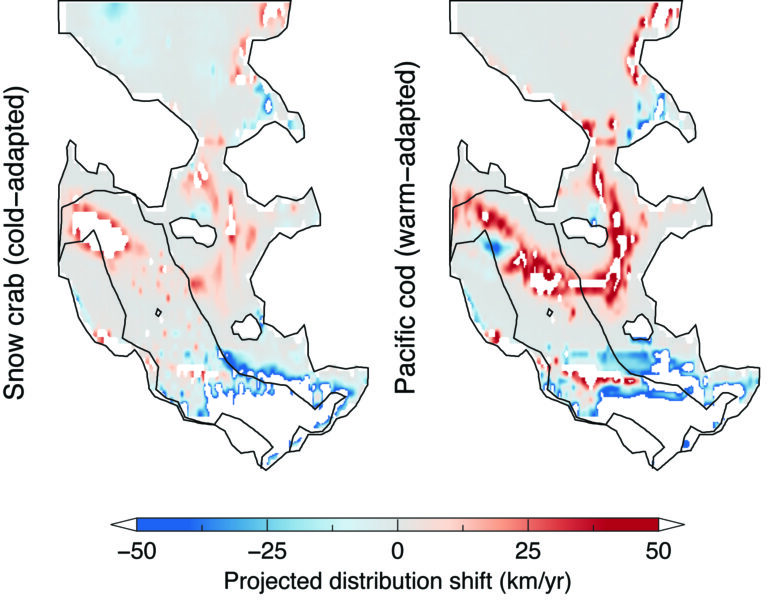 Different rates of projected distribution shift between cold-adapted (Snow crab) and warm-adapted species (Pacific cod) in the Eastern Bering Sea from 1993-2016. Red and blue colors correspond to rates of climate-driven habitat gain and loss, respectively (Image from Alabia et al., 2018)