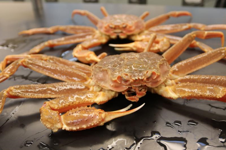 Snow crabs from the Bering Sea. (Photo by NOAA Fisheries)