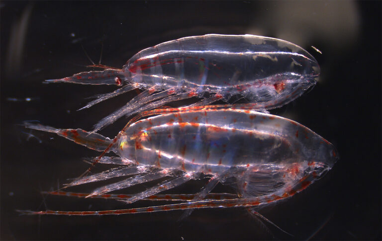 An Arctic copepod (above) and a Pacific copepod (below). Body lengths of about 10 mm. (Photo courtesy of Kohei Matsuno).