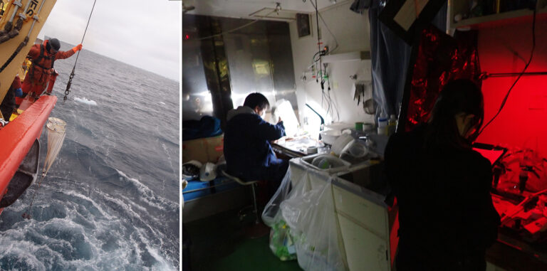 Collecting plankton from a ship in the Arctic Ocean (left). The collected plankton is immediately analyzed on board (right). (Photo courtesy of Kohei Matsuno).