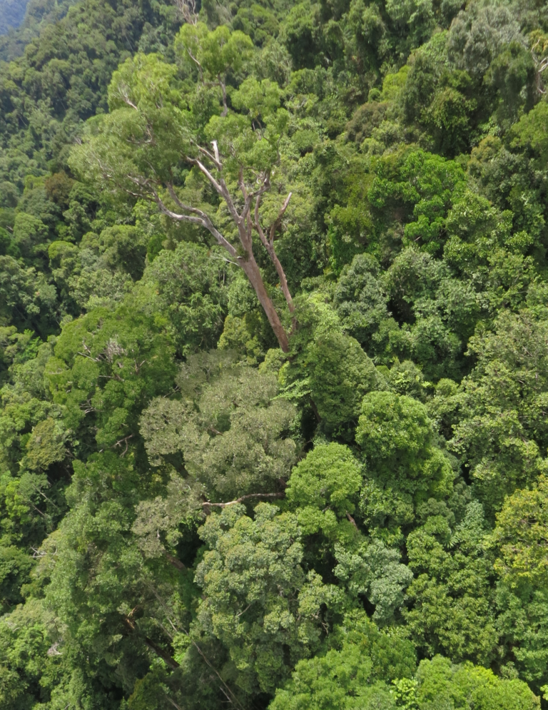 The Primary Tropical Forest canopy viewed from a UAV, Cambodia, July 2021 (Photo by Stanley Anak Suab)