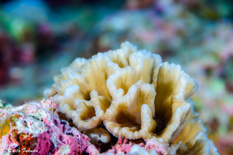 A closeup of a coral (Kaito Fukuda)