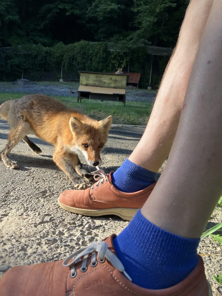 北海道留辺蘂町のキタキツネ牧場でエデルヘイム教授の靴ひもをかむ好奇心旺盛なキツネ（2023年9月、撮影：ヨハン・エデルヘイム教授）