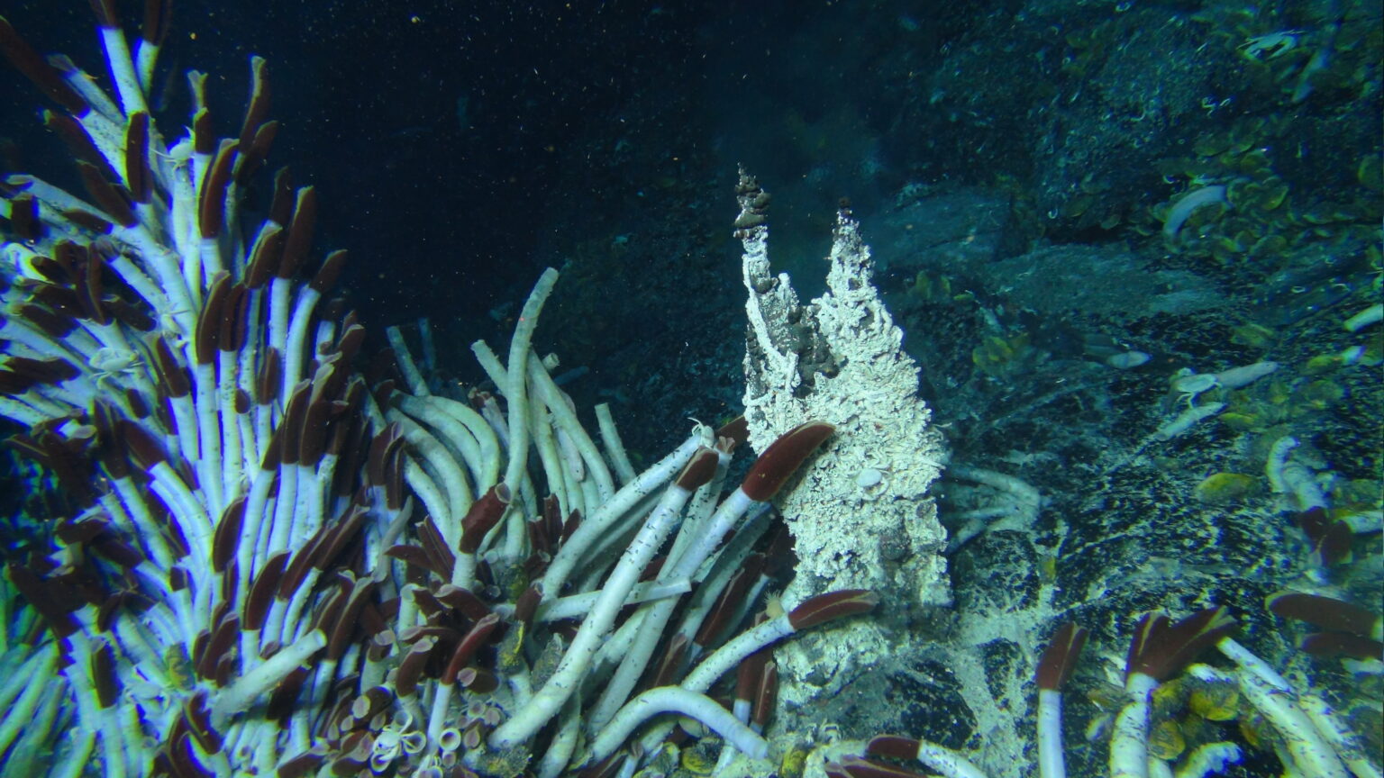 Tubeworms and hydrothermal vent chimneys photographed from the manned submersible Alvin during the East Pacific Ocean Expanse (EPR) survey (2014, Courtesy of Stefan Sievert, WHOI/NSF/HOV Alvin, © Woods Hole Oceanographic Institution)