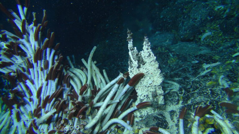 Tubeworms and hydrothermal vent chimneys photographed from the manned submersible Alvin during the East Pacific Ocean Expanse (EPR) survey (2014, Courtesy of Stefan Sievert, WHOI/NSF/HOV Alvin, © Woods Hole Oceanographic Institution)