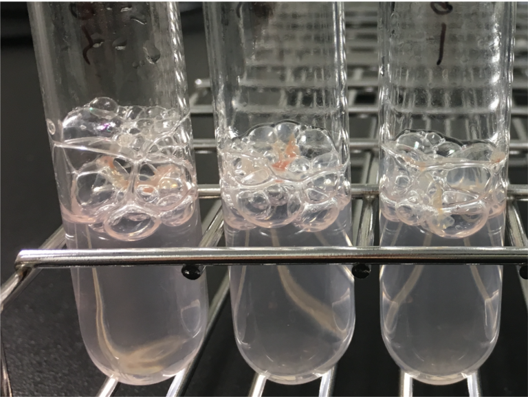 Cultivation of thermophilic bacteria in a medium containing nitrous oxide (2020, Courtesy of Sayaka Mino).