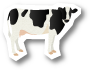 Holstein