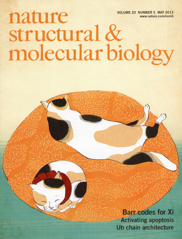 Fremskynde Arrowhead betale Research originating from the laboratory of Obuse and Nagao makes the cover  of journal 'Nature Structural & Molecular Biology' | Hokkaido University