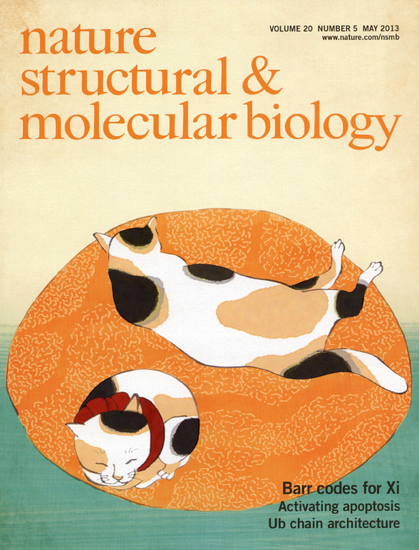 originating from the laboratory of Obuse and Nagao makes the cover journal 'Nature Structural & Molecular Biology' | Hokkaido University