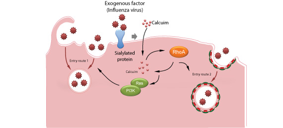 Fig. 3: The mechanism elucidated in this study whereby host cells internalize foreign factors