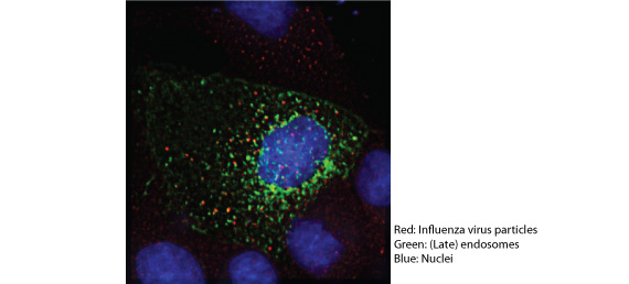 Fig. 1: The influenza virus is internalized by the cell, and has reached the intracellular organelles