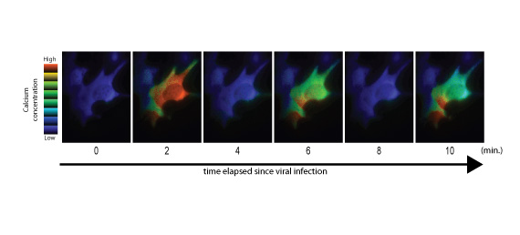 Fig. 2: Transient increase in intracellular calcium ion concentration due to viral infection