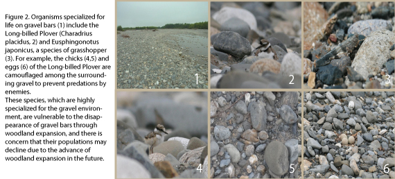 Figure 2. Organisms specialized for life on gravel bars