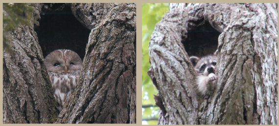 An invasive common raccoon (right) and native Ural owl (left), using the same tree cavity. This Ural owl nested here until 2006, and from 2007, it was occupied by this raccoon. However, whether or not the raccoon ousted the owl is unclear.