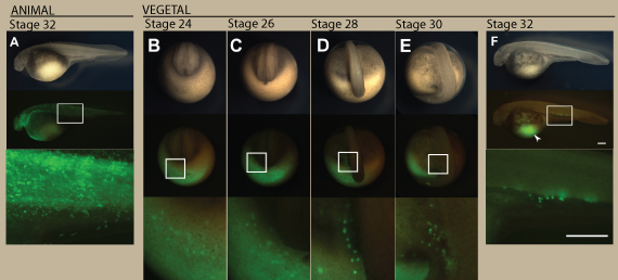 Migration of visualized PGCs in sturgeon embryo. An embryo injected with the GFP-nos3 3′UTR mRNA at the animal pole (A) and at the vegetal pole (B–F). (A) The animal pole labeled embryo at stage 32. (B) The vegetal pole labeled embryo at stage 24. PGCs were initially found around the marginal region of the posterior developing embryonic body at this stage (C) The embryo at stage 26. The PGCs migrated dorsally as the tail rudiment bulged out. Until this stage, the distribution of the labeled PGCs is crescent-like surrounding the developing tail bud. (D) The embryo at stage 28. The PGCs were divided into two populations, at the left- and right-side of the embryonic body. At this stage, fluorescence of PGCs was stronger than during stages 24 and 26. Most PGCs are still localized on the yolk ball. (E) The embryo at stage 30. Most PGCs are located on the yolk extension, but some more ventral were still on the yolk ball. (F) The embryo at stage 32. PGCs are localized at the position where the gonads will develop. Some of these cells migrated axially. Note that PGCs migrated a long distance from their position of origin (arrowhead). The upper, middle, and lower columns indicate bright views, fluorescent views, and magnified fluorescent views of the boxes in the middle column, respectively. B-E are posterior views. E and F are lateral views. The scale bars indicate 500 µm. doi:10.1371/journal.pone.0086861.g002