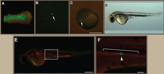 Transplantation of a single PGC from a sturgeon embryo into a goldfish embryo. (A) A removed fragment containing PGCs from sturgeon embryo at stage 26. (B) Dissociated cells from the fragment. Arrow indicates a GFP-labeled PGC. (C) A goldfish embryo at the blastula stage showing the location of an isolated single PGC following transplantation (arrow). (D) A PGC transplanted chimera at 3-dpf. (E) Fluorescence view of (D). (F) The magnified image of the box in (E). RFP-labeled cells indicate endogenous goldfish PGCs and GFP-labeled cell indicates the transplanted sturgeon PGC. Note that the sturgeon PGC localized together with goldfish PGCs at the gonadal region. Scale bars in (C) and (E) indicate 500 µm; the scale bar in (F) indicates 100 µm. doi:10.1371/journal.pone.0086861.g005