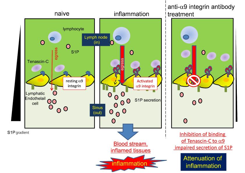 Interaction of the α9 integrin on lymphatic endothelial cells with tenascin-C leads to secretion of S1P in the inflamed lymph nodes.