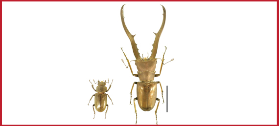 Figure 1．Material species Cyclommatus metallifer used in this study.  Male (right) has extremely enlarged mandibles compare to female (left). Scale bar: 20mm