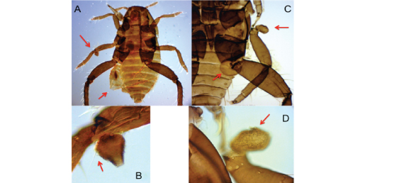 Fig. 1B  Malformed first instars of Tetraneura sorini. A: A dead first instar having a distended abdomen (arrow) and a projection on the joint of the mid-femur and tibia (arrow). B: Projection having a seta (arrow). C: A dead first instar having protuberances on the abdomen (arrow) and the base of the mid-leg (arrow). The mid-leg was transposed from the original position. D: Protuberance on the base of the trochanter.