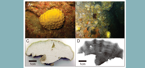 Sclerosponges were collected at a depth of 20m in Kumejima, Okinawa.  A) A living example shows a yellow to orange color with a hard skeleton on the inside. B) The colony chooses its habitat in the narrow caverns at the depths of the ocean floor. C) Cross-section of the skeleton. D) X-ray image shows tubular tissue gathered on the skeleton. 