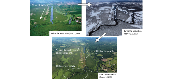 Figure 1. River meander restoration project carried out in the Kushiro Wetlands  The river water began to flow again (top right) through the old river course separated from the river by straightening (top left); refilling part of the straightened section with sediment; restoring the meandering river (below). 