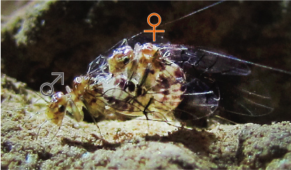 Neotrogla curvata, one species of Neotrogla, during copulation. The female’s body is approximately three millimeters long. Unlike general insect mating, the female climbs atop the male to copulate.