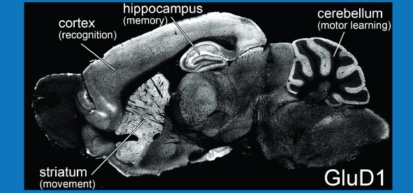 In the adult mouse brain, GluD1 is richly expressed in neural regions involving higher brain functions, such as the cortex (recognition), hippocampus (memory), striatum (movement), amygdala (emotion), and cerebellum (motor learning).