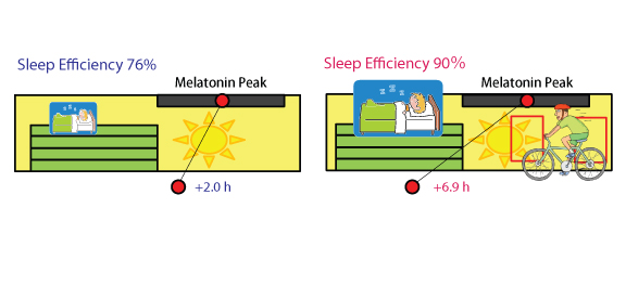 Average of sleep efficiency (%) evaluated from sleep polysomnography recording and peak phase of plasma melatonin rhythms from the control (left) and exercise groups (right). The melatonin rhythm is rapidly phase-advanced, and sleep efficiency was maintained by exercise under bright light conditions.　