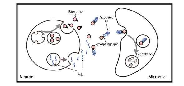 Clearance of Aß from the brain by the administration of exosomes. (pic 1) Both exosomes and Aß are produced in neurons, and secreted outside the cell. Exosomes can capture Aß by glycosphingolipids on the membrane surface, and transport it to microglia where it is broken down. When exsomes were continuously administered to the brain of an APP transgenic mouse, a reduction in the accumulation of Aß in the hippocampus was observed.