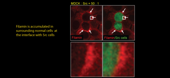 In this image, these green cells are Src-activating cells that are surrounded by normal cells, and filamin is stained in red. We observed that filamin is accumulated at the interface between normal and Src cells. As you see in this magnified image, the red filamin staining does not merge with Green Src cells, suggesting that filamin is accumulated in the surrounding normal cells as if holding the neighboring Src cells. Thus, this change in filamin was observed in the surrounding normal cells, not in the Src cells.