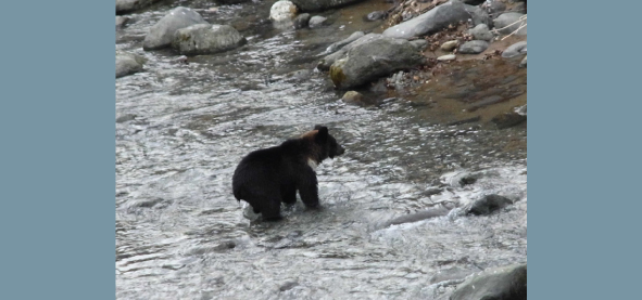 Brown bear in search of salmon. A brown bear searching for salmon in a river. Environment loss of areas where brown bears can freely catch salmon is considered to have caused a decrease in the consumption of salmon. Photograph taken at a river in the Shiretoko Peninsula in the fall of 2012.