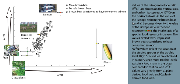 Isotope data of brown bears and their food resources.