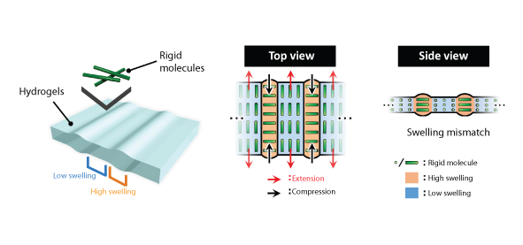 Mechanism to form cartilage-like structures in gels