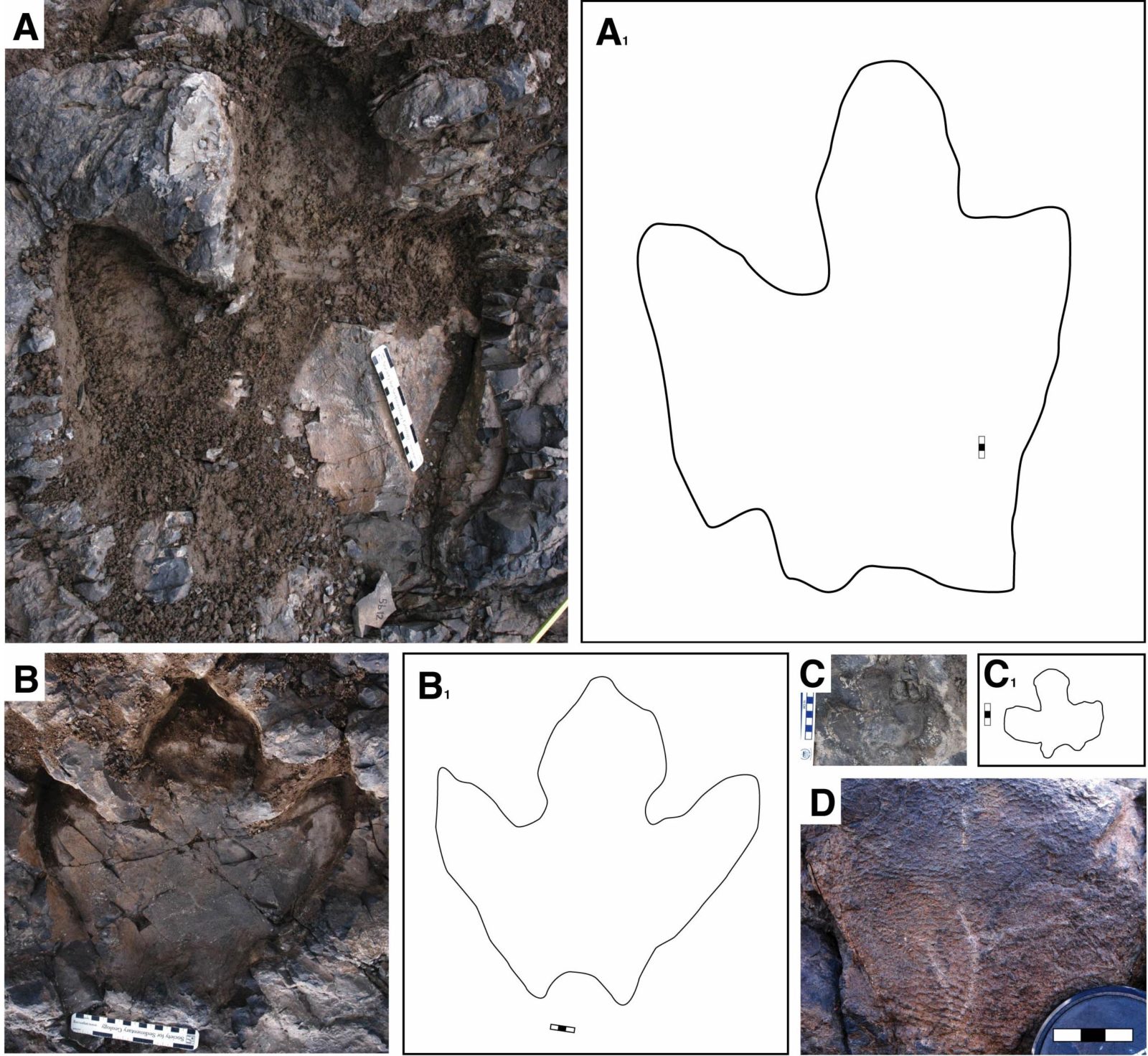 Fossilized hadrosaur tracks: A=adult, B=sub-adults, C= dinosaur tots, D= skin impression