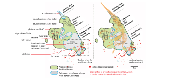 Fig. 3  Fossil distribution of the hadrosaurid dinosaur discovered at the site, and location where the maxilla and teeth were discovered: Olorotitan without skeleton (left) and with skeleton (right)