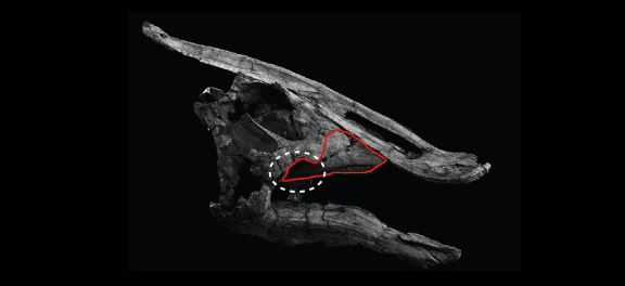 Fig. 5  The location of the maxilla (red line) and the area which was confirmed at this time (white dashed line). The skull is of a Saurolophus from Mongolia.