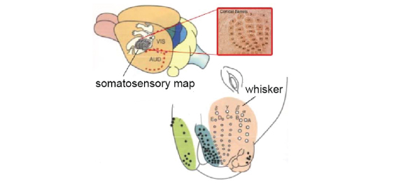 Fig. 1. Whisker-related somatosensory map formation in rodent brains. Whiskers are tactile hairs on the snout, and sensory information from individual whiskers is conveyed to specific synaptic clusters formed at each somatosensory relay station.