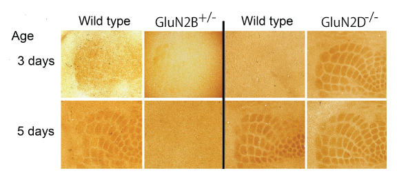 Fig. 2. Developmental appearance of somatosensory map is retarded in mutant mice defective in GluN2B subunit of NMDA receptors, whereas it is advanced in mutant mice defective in GluN2D subunit.