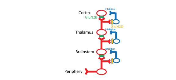 Fig. 3. GluN2B is selectively expressed at synapses of glutamatergic projection neurons and facilitates refinement of the ascending pathway synapses directly, whereas GluN2D is expressed at synapses of GABAergic interneurons and delays it indirectly.