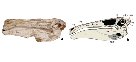 (a) Skull: left view; (b) Reconstruction of the skull (scale is 10cm)