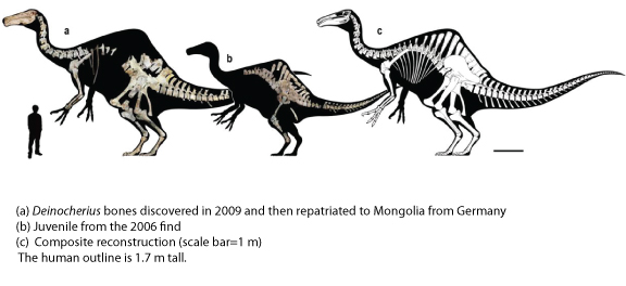 Deinocheirus mirificus, no longer an enigma