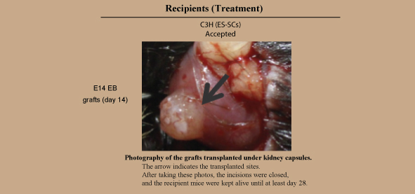 Photography of the grafts transplanted under kidney capsules.